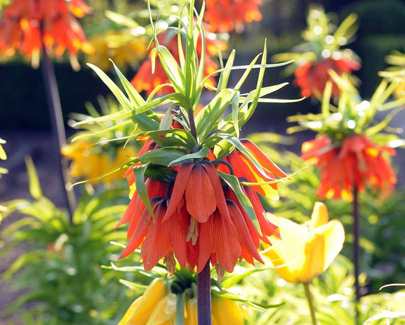 Fritillaria Imperialis 'Rubra Maxima' (Crown Imperial)